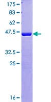 Human HN1L Protein (Recombinant GST)