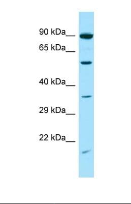 SNTG2 / SYN5 Antibody (aa460-509)