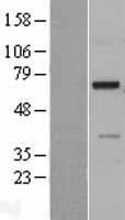 NDNF Protein (Over-Expression Lysate Myc-DDK (Flag))