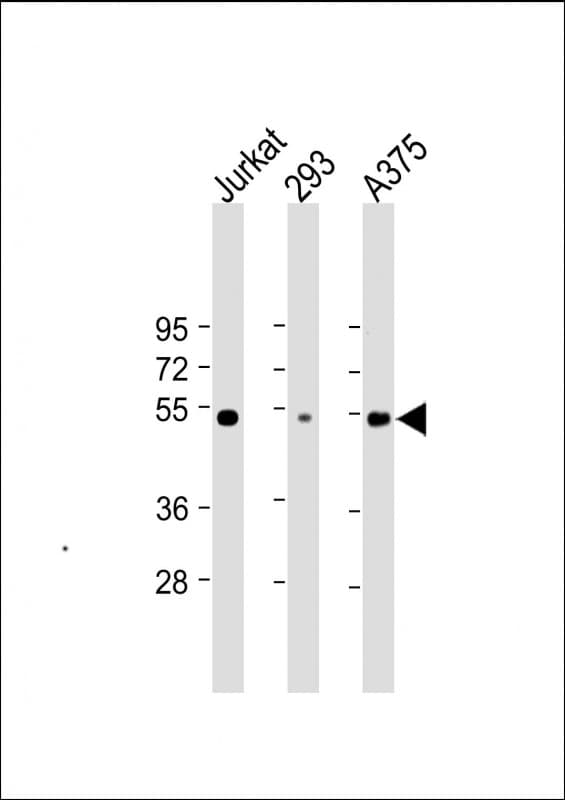 RBCK1 Antibody (clone 1839CT718.19.54)