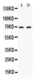 NFIA / Nuclear Factor 1 Antibody