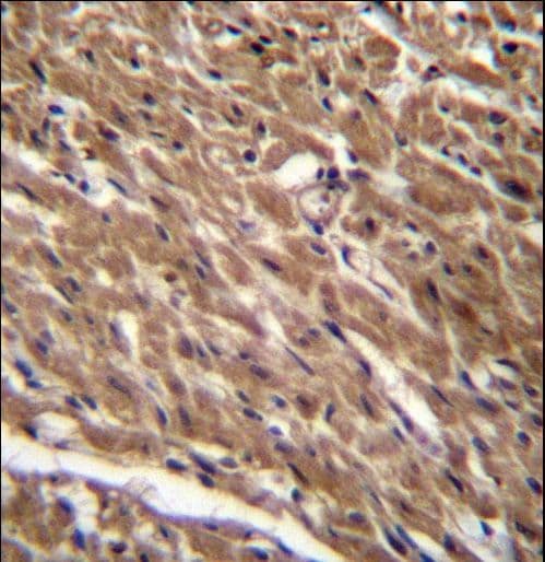 BTG3 Antibody (aa100-129)