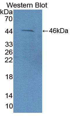 FEZ2 Antibody