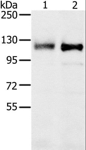 PTP-PEST / PTPN12 Antibody