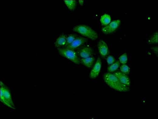 KLRD1 / CD94 Antibody