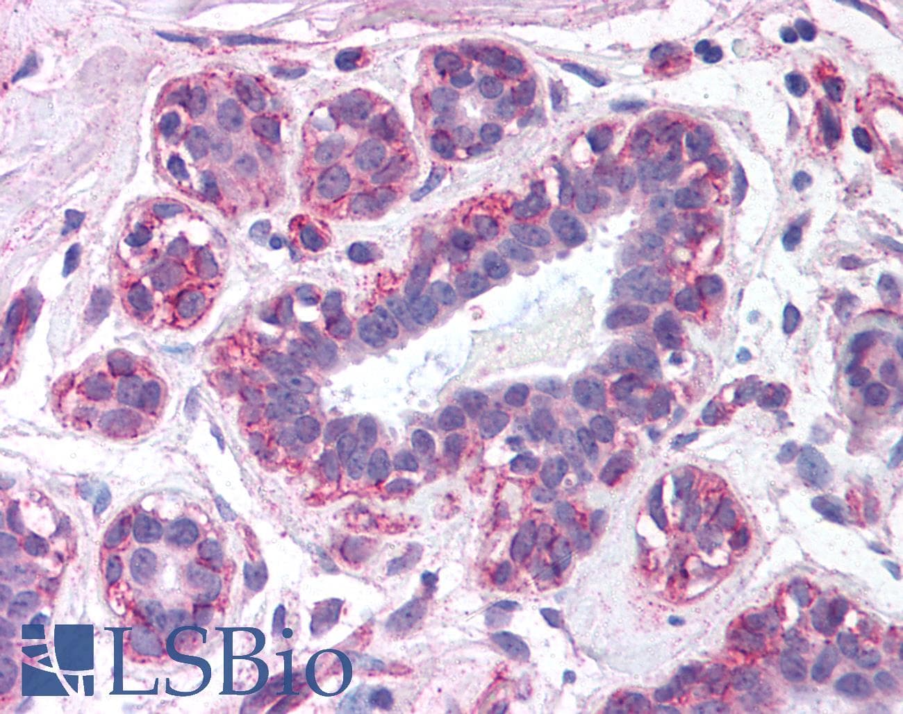 IHC-plus™ Polyclonal Rabbit anti-Mouse Leptin Antibody (IHC, WB)