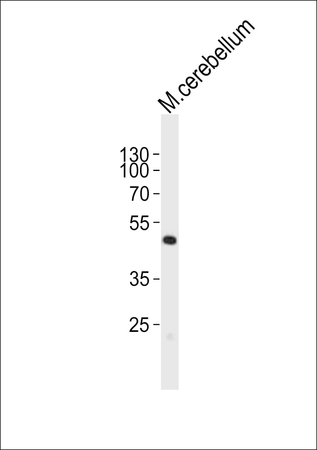 PAX6 Antibody (aa404-436)