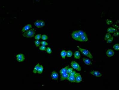 Polyclonal Rabbit anti-Human TRIP10 / CIP4 Antibody (IHC, IF)