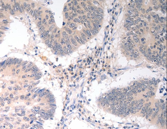 CD275 / B7-H2 / ICOS Ligand Antibody