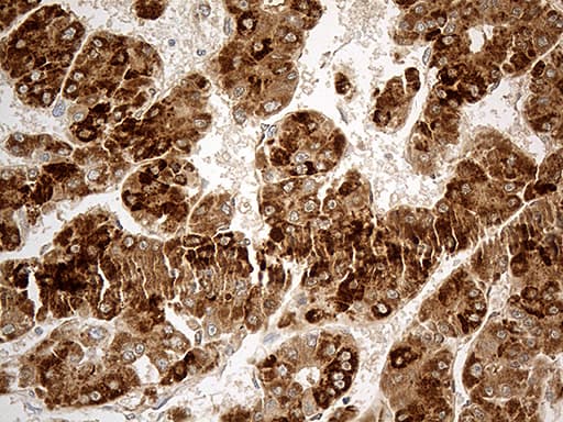 CHCHD10 Antibody (aa17-142, clone OTI4C12)
