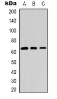 RELA / NFKB p65 Antibody (Internal)