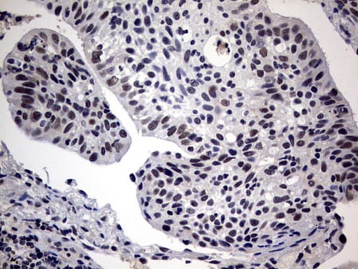 SAP30BP / HTRG Antibody (aa1-260, clone OTI4H1)