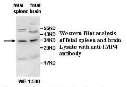 IMP4 Antibody (aa102-281)