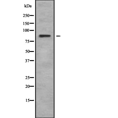 LRSAM1 Antibody