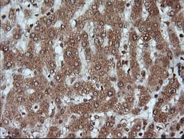 KLK8 / Kallikrein 8 Antibody (clone OTI16G2, Carrier-free)