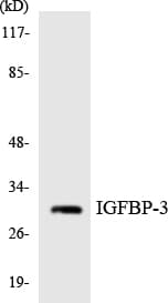 PathPlus™ IGFBP3 Antibody (aa130-179)
