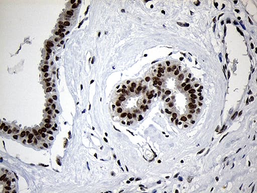 Monoclonal Mouse anti-Human ZNF670 Antibody (clone OTI3E1, IHC, WB)