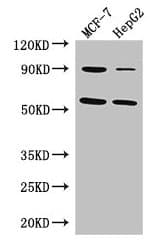 Polyclonal Rabbit anti-Human FOXC1 Antibody (IF, WB)