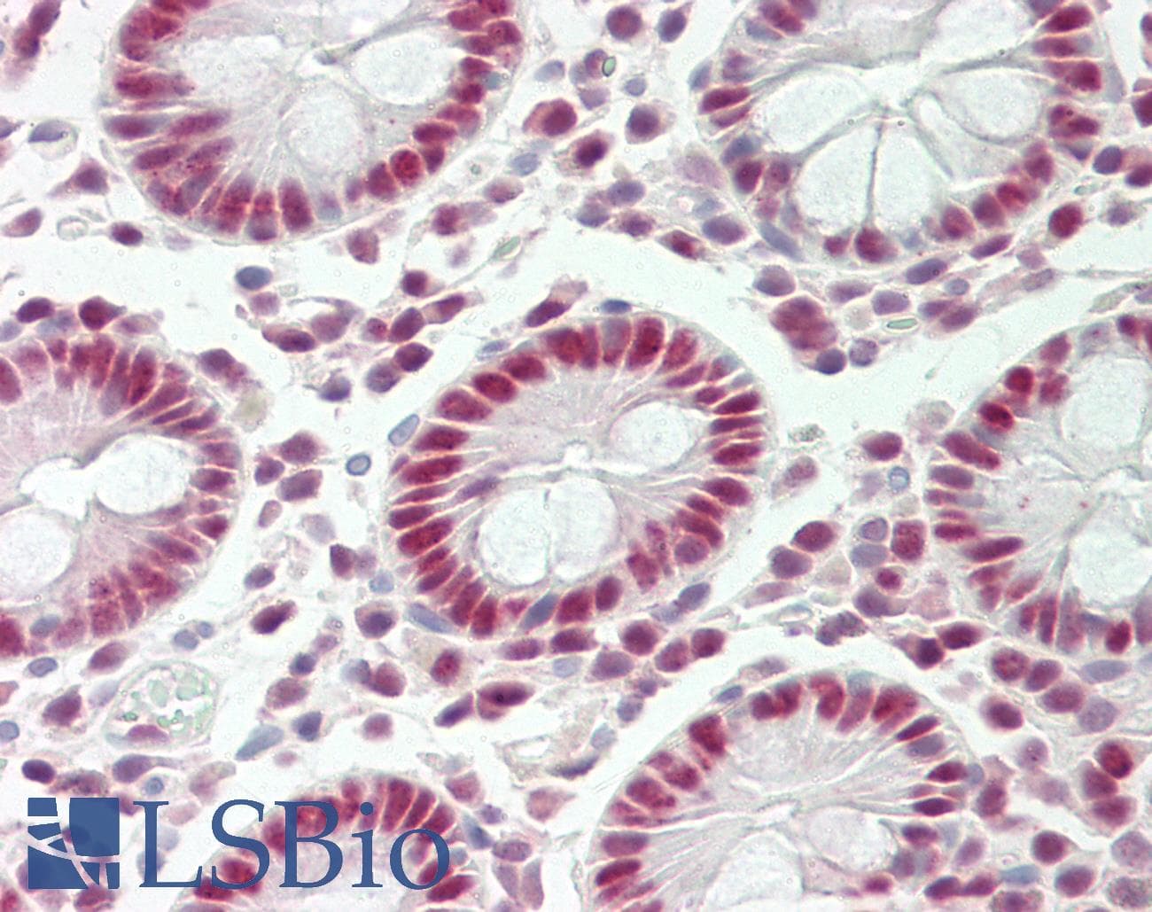 STAU1 / Staufen Antibody (aa201-250)