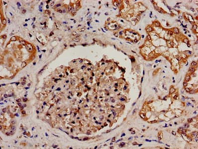 PRODH Antibody