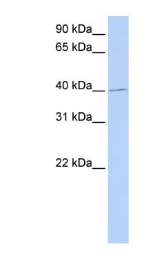 PAX1 Antibody (aa216-265)
