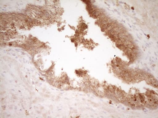 HGF / Hepatocyte Growth Factor Antibody (aa200-494, clone OTI2F3)
