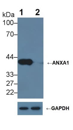Monoclonal Mouse anti-Human ANXA1 / Annexin A1 Antibody (aa1-346, WB)