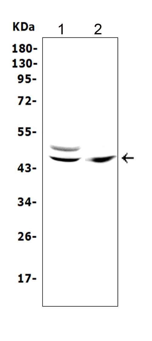 TRAF1 Antibody (aa220-235)