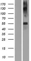 SLC1A3 / EAAT1 Protein (Over-Expression Lysate Myc-DDK (Flag))