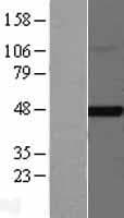FNTB Protein (Over-Expression Lysate Myc-DDK (Flag))