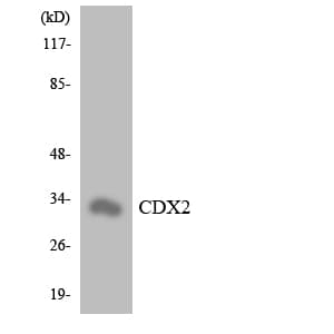 CDX2 Antibody (aa31-80)