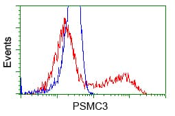 Monoclonal Mouse anti-Human PSMC3 Antibody (clone OTI7B10, IHC, IF, WB)