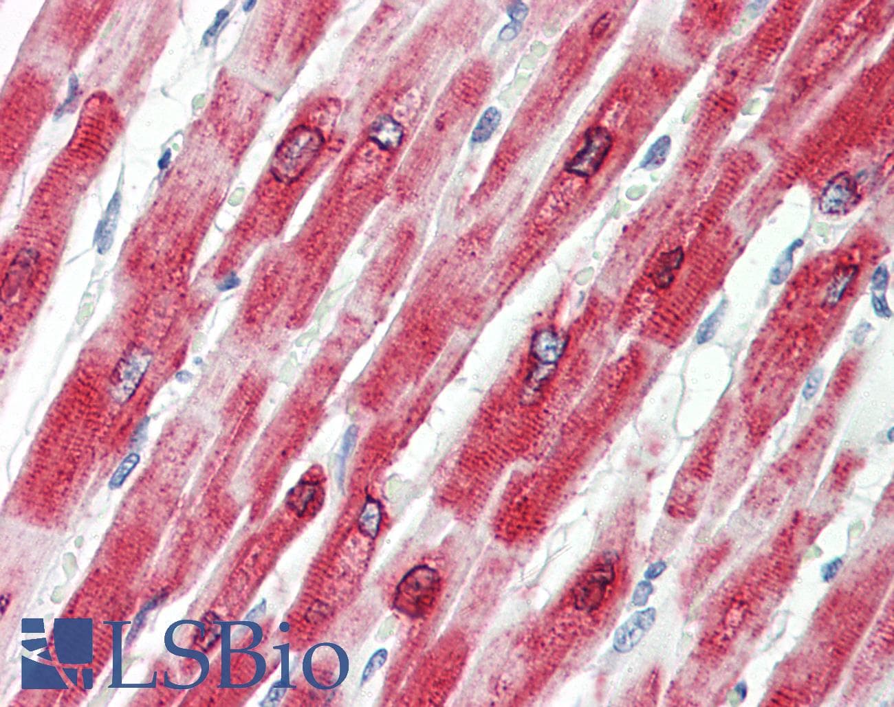 IHC-plus™ PLN / Phospholamban Antibody (aa3-14)