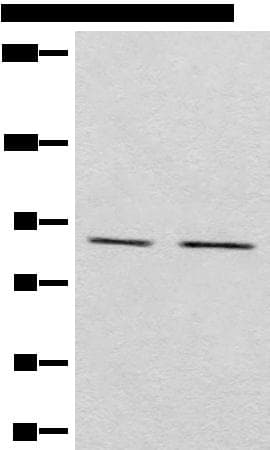 MARK2 Antibody