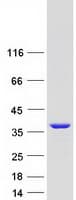 Human PPIE / Cyclophilin E Protein (Recombinant Myc-DDK (Flag))