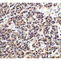 Endonuclease G / ENDOG Antibody
