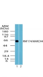 IHC-plus™ RNF174 / MARCH4 Antibody (aa300-350)