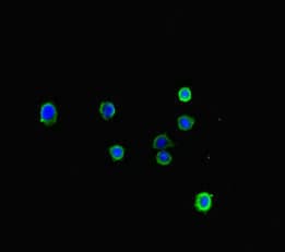 LONP1 / LON Antibody