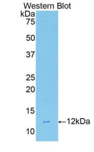 Ghrelin Antibody (aa25-117)