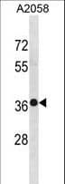 TRUB2 Antibody (aa116-144)
