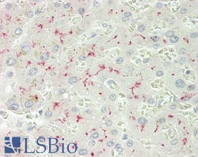 IHC-plus™ ANPEP / CD13 Antibody (clone 38C12)