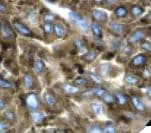 CD63 Antibody (clone NKI/C3)
