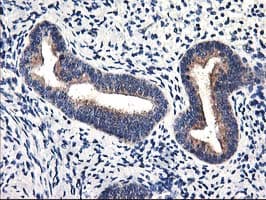 HMOX2 / Heme Oxygenase 2 Antibody (clone OTI1H10, Carrier-free)