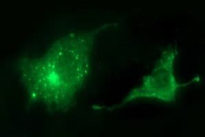 SCAMP2 Antibody (clone OTI2H2)