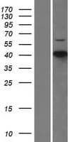 CDKL1 Protein (Over-Expression Lysate Myc-DDK (Flag))