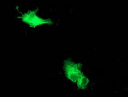 BECN1 / Beclin-1 Antibody (clone OTI1F1)