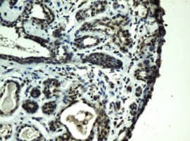 PRR11 Antibody (aa125-360, clone OTI1C1, Carrier-free)