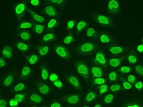 POLR2J Antibody