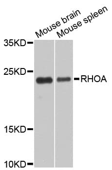RHOA Antibody