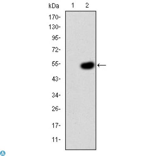 CRK Antibody